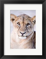 Framed Close-up of a lioness (Panthera leo), Tarangire National Park, Tanzania
