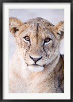 Framed Close-up of a lioness (Panthera leo), Tarangire National Park, Tanzania