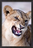Framed Close-up of a lioness (Panthera leo) looking angry, Tarangire National Park, Tanzania