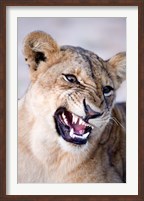 Framed Close-up of a lioness (Panthera leo) looking angry, Tarangire National Park, Tanzania
