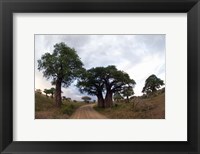 Framed Baobab Trees (Adansonia digitata) in a forest, Tarangire National Park, Tanzania