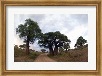 Framed Baobab Trees (Adansonia digitata) in a forest, Tarangire National Park, Tanzania