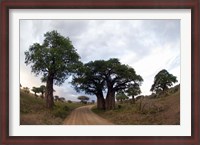 Framed Baobab Trees (Adansonia digitata) in a forest, Tarangire National Park, Tanzania