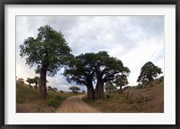 Framed Baobab Trees (Adansonia digitata) in a forest, Tarangire National Park, Tanzania