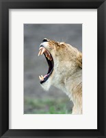 Framed Close-up of a lioness (Panthera leo), Ndutu, Ngorongoro, Tanzania