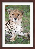 Framed Head of a Cheetah, Ndutu, Ngorongoro, Tanzania