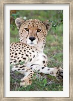 Framed Head of a Cheetah, Ndutu, Ngorongoro, Tanzania
