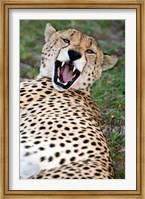 Framed Snarling Cheetah, Ndutu, Ngorongoro, Tanzania