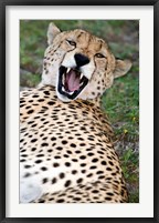 Framed Snarling Cheetah, Ndutu, Ngorongoro, Tanzania