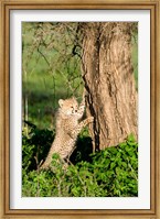 Framed Cheetah Cub Against a Tree, Ndutu, Ngorongoro, Tanzania