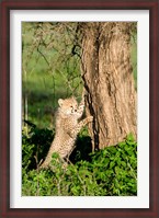 Framed Cheetah Cub Against a Tree, Ndutu, Ngorongoro, Tanzania