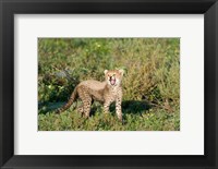 Framed Cheetah cub (Acinonyx jubatus) yawning in a forest, Ndutu, Ngorongoro, Tanzania