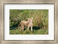 Framed Cheetah cub (Acinonyx jubatus) yawning in a forest, Ndutu, Ngorongoro, Tanzania