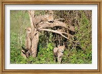 Framed Cheetah Cubs Climbing a Tree, Ndutu, Ngorongoro, Tanzania