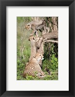 Framed Cheetah cubs (Acinonyx jubatus) with their mother in a forest, Ndutu, Ngorongoro, Tanzania