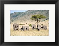 Framed African Elephants (Loxodonta africana) in a Forest, Masai Mara National Reserve, Kenya