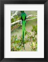Framed Close-up of a Resplendent Quetzal (Pharomachrus mocinno) perching on a branch, Savegre, Costa Rica
