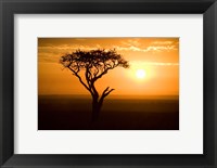 Framed Silhouette of tree at dusk, Tanzania