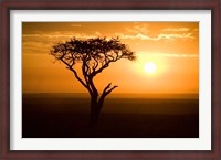 Framed Silhouette of tree at dusk, Tanzania