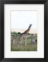 Framed Masai giraffes (Giraffa camelopardalis tippelskirchi) and calves in a forest, Masai Mara National Reserve, Kenya