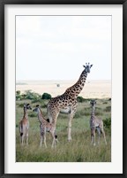 Framed Masai giraffes (Giraffa camelopardalis tippelskirchi) and calves in a forest, Masai Mara National Reserve, Kenya