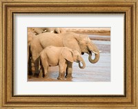 Framed African elephants (Loxodonta africana) drinking water, Samburu National Park, Rift Valley Province, Kenya