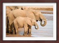Framed African elephants (Loxodonta africana) drinking water, Samburu National Park, Rift Valley Province, Kenya