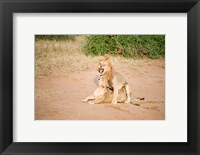 Framed Lion pair (Panthera leo) mating in a field, Samburu National Park, Rift Valley Province, Kenya