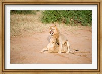 Framed Lion pair (Panthera leo) mating in a field, Samburu National Park, Rift Valley Province, Kenya