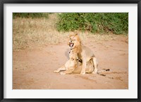 Framed Lion pair (Panthera leo) mating in a field, Samburu National Park, Rift Valley Province, Kenya