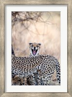 Framed Cheetahs (Acinonyx jubatus) resting in a forest, Samburu National Park, Rift Valley Province, Kenya