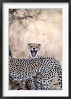 Framed Cheetahs (Acinonyx jubatus) resting in a forest, Samburu National Park, Rift Valley Province, Kenya