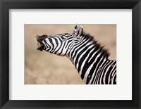 Framed Close-up of a Burchell's zebra (Equus burchelli), Tarangire National Park, Tanzania