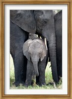 Framed African elephant (Loxodonta africana) with its calf in a forest, Tarangire National Park, Tanzania