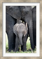 Framed African elephant (Loxodonta africana) with its calf in a forest, Tarangire National Park, Tanzania
