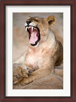 Framed Close Up of Lioness (Panthera leo) Yawning in a Forest, Tarangire National Park, Tanzania