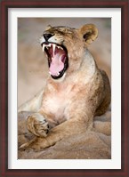 Framed Close Up of Lioness (Panthera leo) Yawning in a Forest, Tarangire National Park, Tanzania