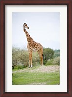 Framed Masai giraffe (Giraffa camelopardalis tippelskirchi) in a forest, Tarangire National Park, Tanzania