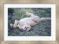 Framed Cheetah resting in a forest, Ndutu, Ngorongoro, Tanzania