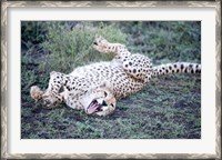 Framed Cheetah resting in a forest, Ndutu, Ngorongoro, Tanzania