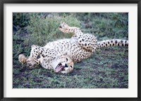 Framed Cheetah resting in a forest, Ndutu, Ngorongoro, Tanzania