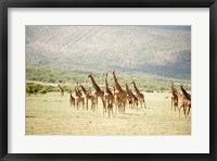 Framed Masai giraffes (Giraffa camelopardalis tippelskirchi) in a forest, Lake Manyara, Tanzania