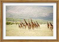 Framed Masai giraffes (Giraffa camelopardalis tippelskirchi) in a forest, Lake Manyara, Tanzania