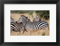 Framed Burchell's zebras (Equus burchelli) in a forest, Tarangire National Park, Tanzania
