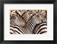 Framed Burchell's Zebras, Tarangire National Park, Tanzania