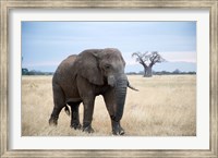 Framed African elephant (Loxodonta africana) walking in a forest, Tarangire National Park, Tanzania
