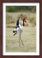 Framed Saddle Billed stork (Ephippiorhynchus Senegalensis) spreading wings, Tarangire National Park, Tanzania