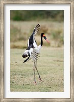 Framed Saddle Billed stork (Ephippiorhynchus Senegalensis) spreading wings, Tarangire National Park, Tanzania