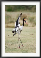 Framed Saddle Billed stork (Ephippiorhynchus Senegalensis) spreading wings, Tarangire National Park, Tanzania