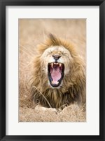 Framed Lion (Panthera leo) yawning in a forest, Ngorongoro Crater, Ngorongoro, Tanzania